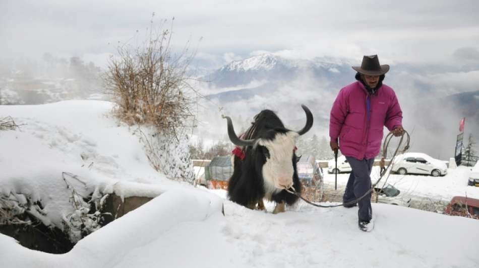 Mindestens 300 Yak-Rinder im indischen Himalaya wegen Eis und Schnee verendet