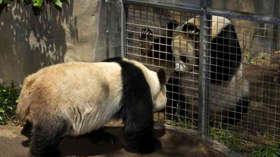 Zoo von San Diego verliert seine beliebten Panda-Bären