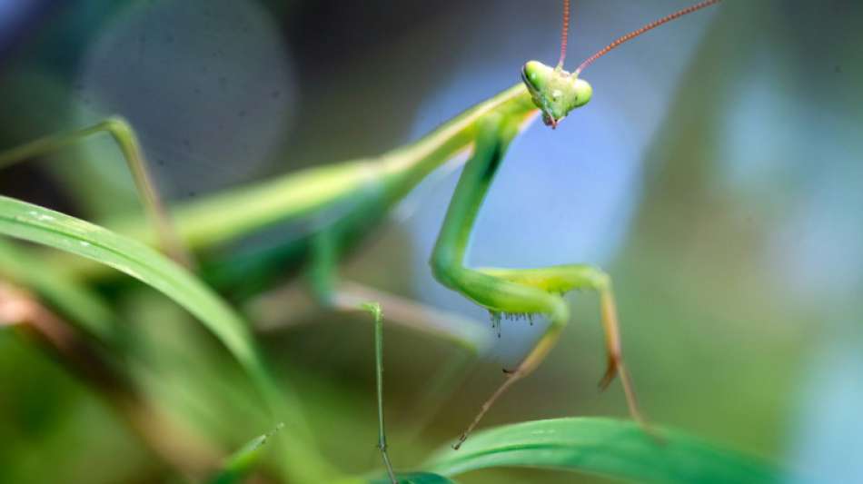 Bundesamt für Naturschutz warnt vor Folgen des Artenrückgangs bei Insekten