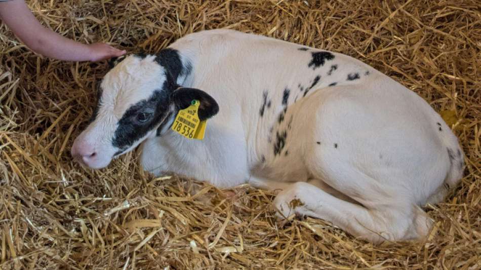 Feuerwehreinsatz wegen in Fluss gefangenem Kalb in Ostfriesland 