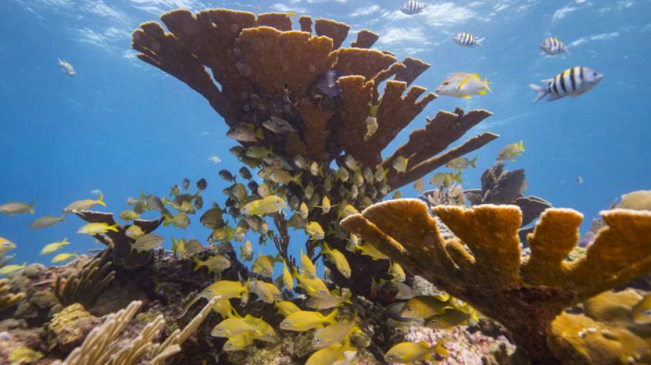 Pazifischer Inselstaat Palau verbietet korallenschädliche Sonnencremes