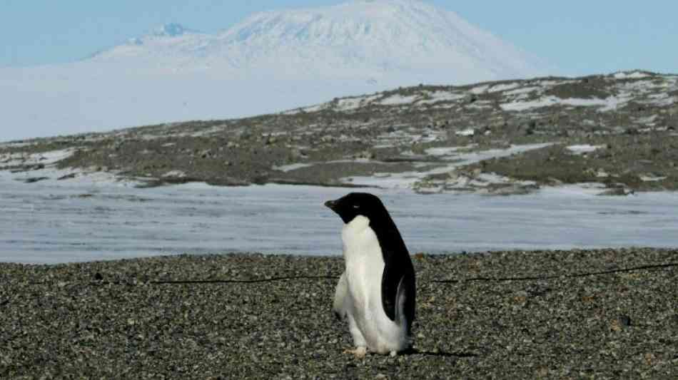 Tausende Pinguin-Küken in der Antarktis verhungert