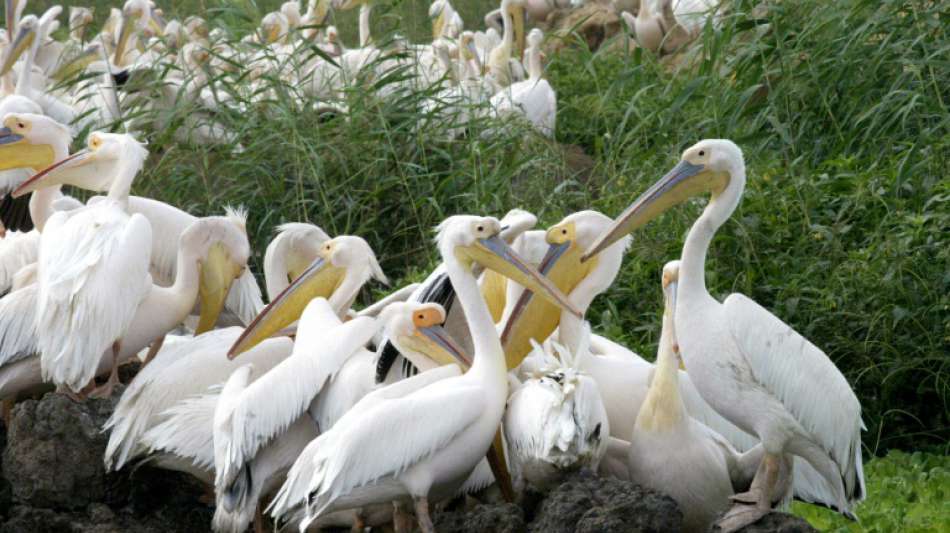 Mindestens 750 Pelikane in Reservat im Senegal an Vogelgrippe verendet