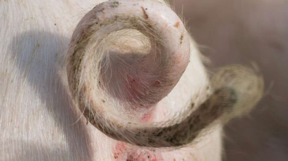 Deutsche Schweinefleisch-Exporte gehen zurück