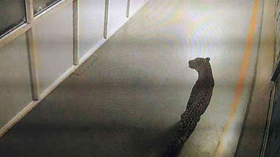 Leopard nach 36-stündigem Streifzug in indischer Fabrik eingefangen