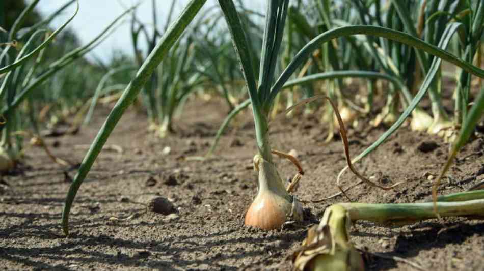 Landwirt sammelt bei maschineller Zwiebelernte Handgranate mit auf