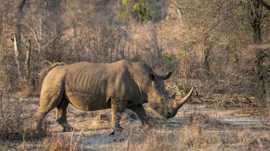 China erlaubt eingeschränkten Handel mit Nashorn- und Tigerprodukten