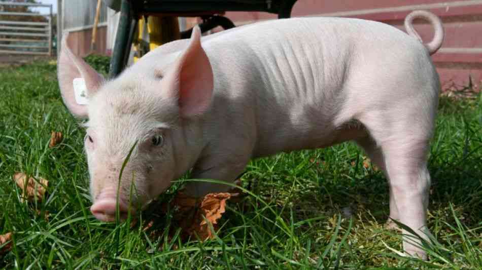 Weniger Schweine in Deutschland 