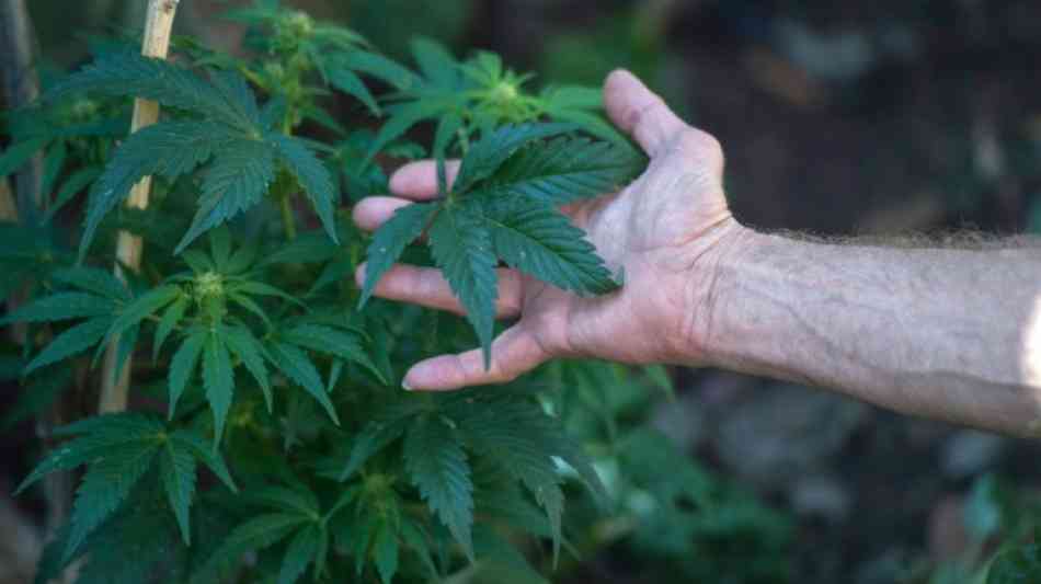 USA: Internationale Studie - Cannabis-Freigabe kann Konsum erhöhen
