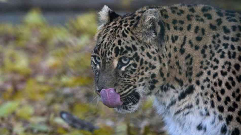 Leopard tötet Kleinkind in Indien