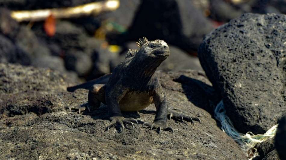 Unesco erweitert Biosphärenreservat der Galápagos-Inseln um 15 Millionen Hektar