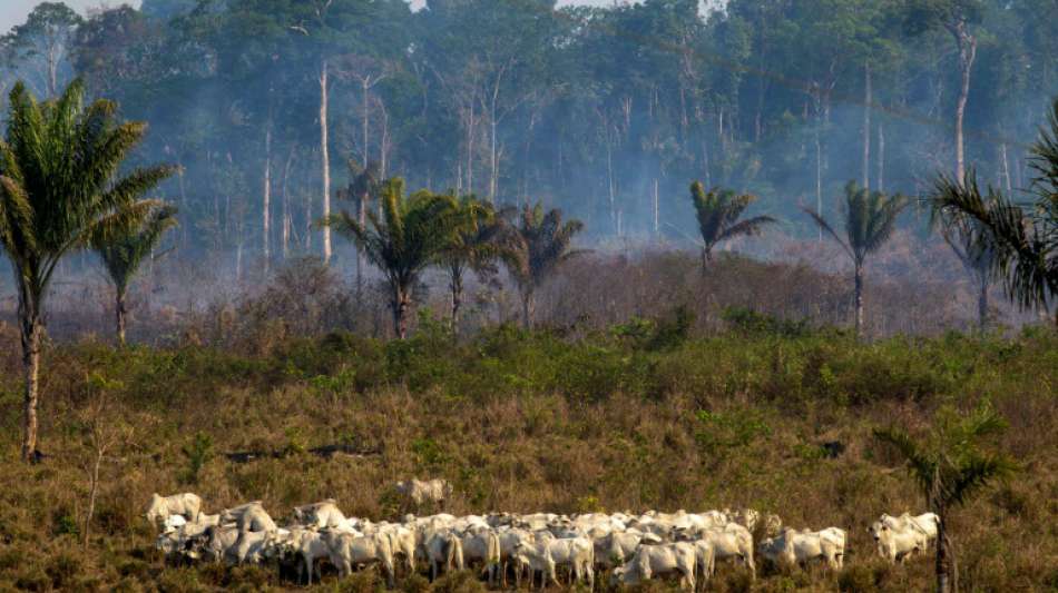 Klöckner warnt Brasilien vor Untätigkeit beim Wald- und Klimaschutz