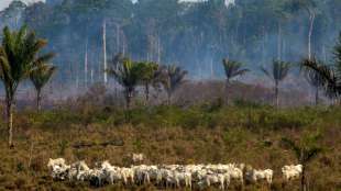 Klöckner warnt Brasilien vor Untätigkeit beim Wald- und Klimaschutz