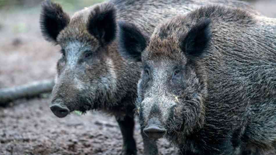 Region Wallonie stellt eine Million Euro für Kampf gegen Schweinepest bereit 