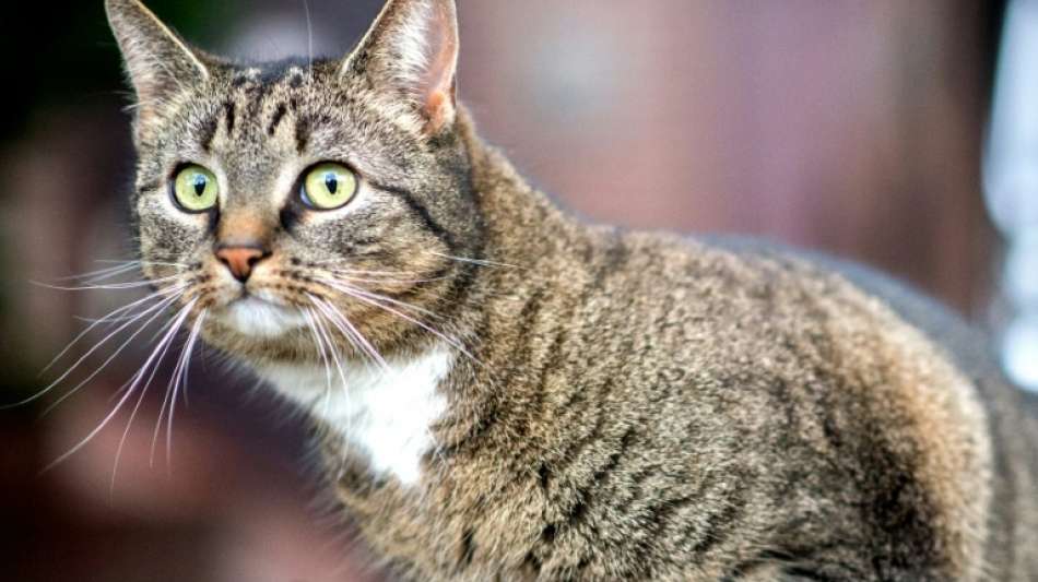 Katze in Rheinland-Pfalz aus Mülltonne gerettet