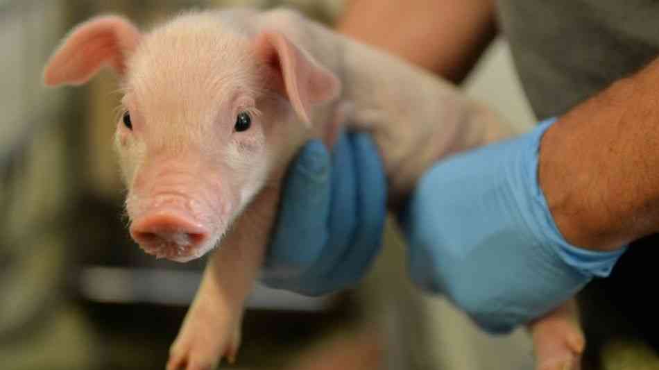 Tierwelt: SPD mahnt rasche tierschutzkonforme L