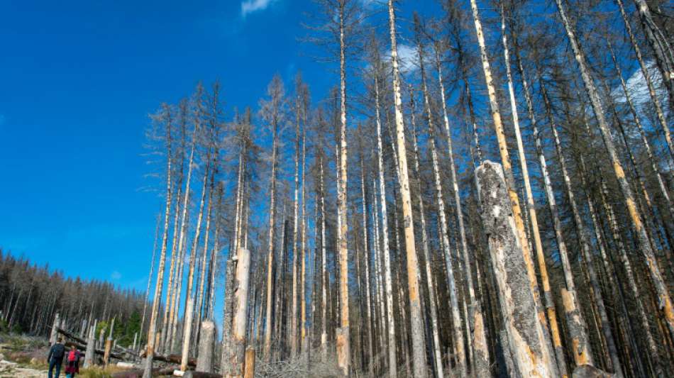 Bereits 180.000 Hektar von massiven Waldschäden betroffen