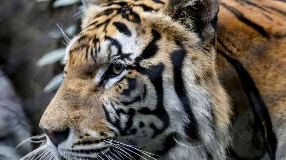 Raubtiere aus Zoo in Rheinland-Pfalz sorgen f