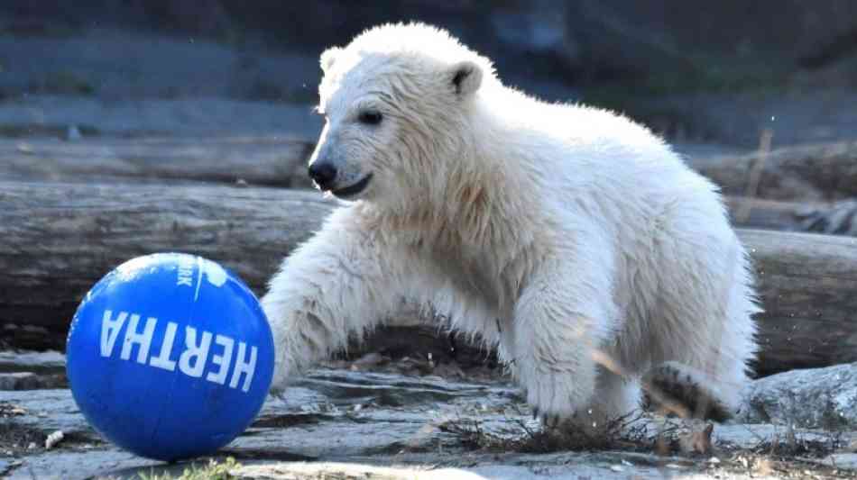 Berliner Eisbärenbaby heißt Hertha - und spielt Fußball