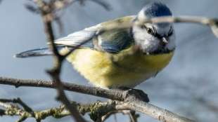 Umweltschutzorganisation Nabu ruft Gartenbesitzer zu großer Vogelzählung auf