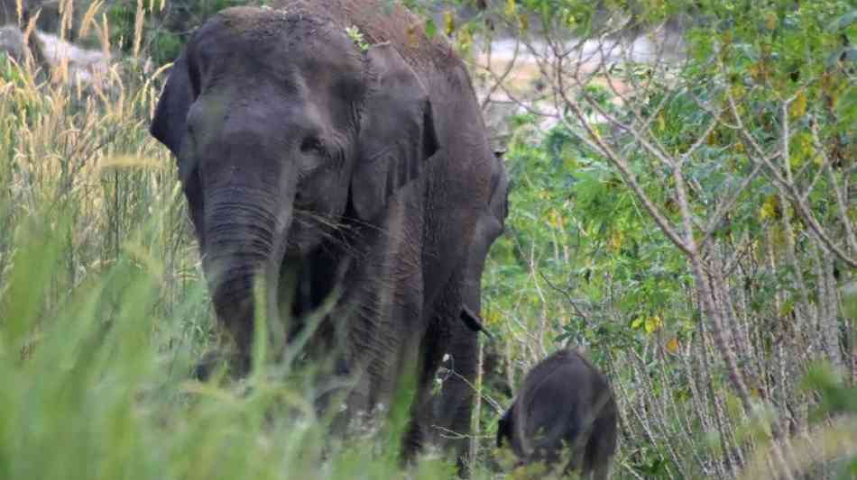 Nachwuchs bei von Aussterben bedrohten Sumatra-Elefanten in Indonesien