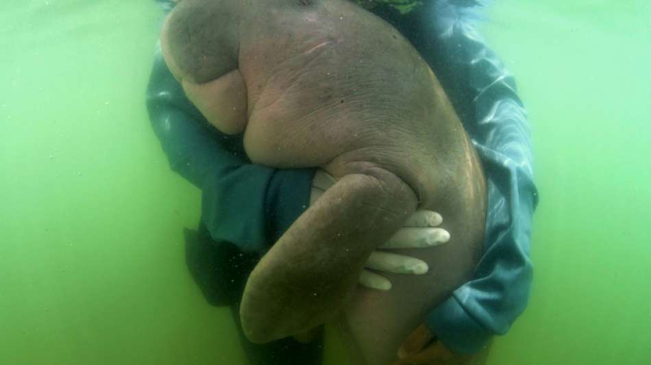 In Thailand gestrandeter Dugong wird Star im Internet