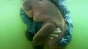 In Thailand gestrandeter Dugong wird Star im Internet