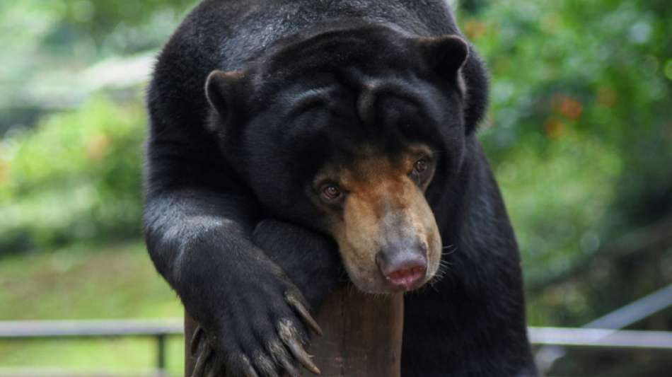 Tieren in indonesischen Zoos droht wegen Corona-Pandemie der Hungertod