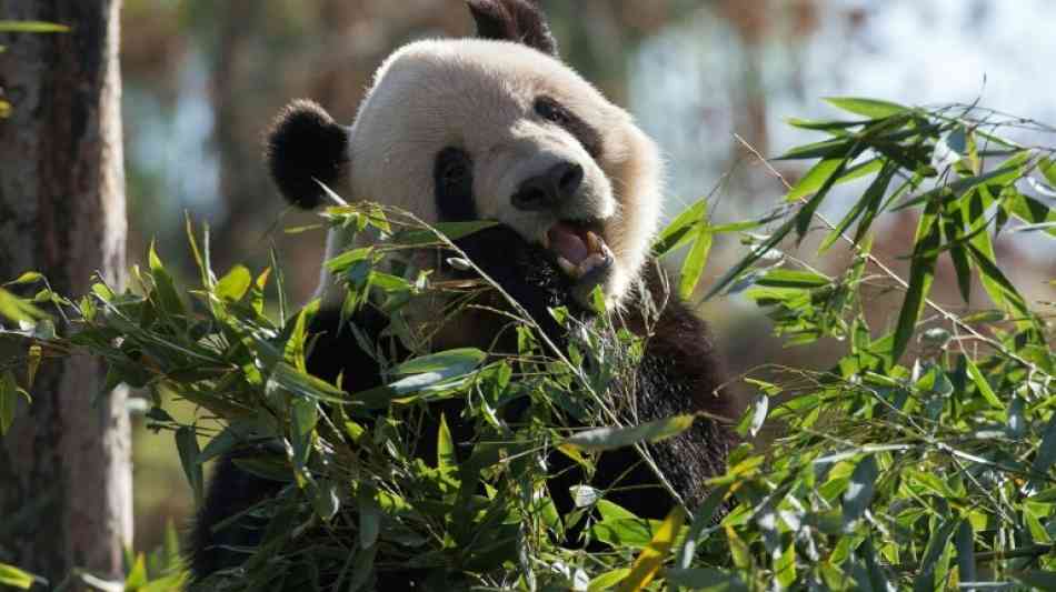 China: Melania Trump besucht Panda-B