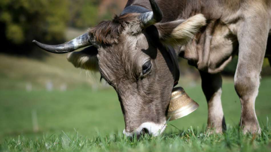 Serie von Kuhglocken-Diebstählen im Tiroler Zillertal