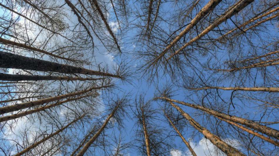 FDP fordert Ansiedlung von nicht in Deutschland heimischen Baumarten