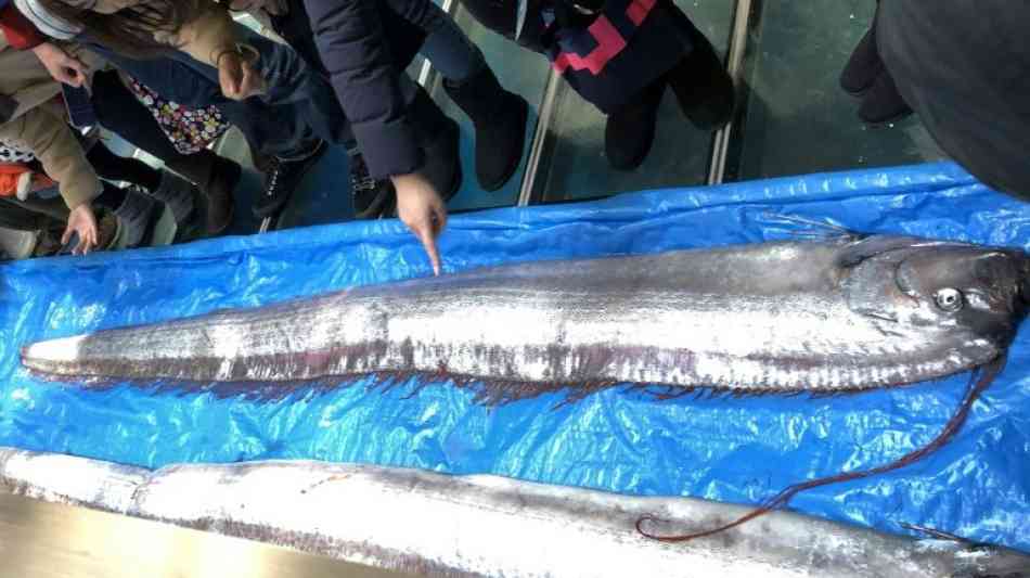 Zwei Riemenfische vor Japans Küste gefangen