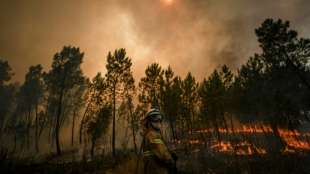 7000 Hektar Wald in Portugal niedergebrannt - 41 Verletzte