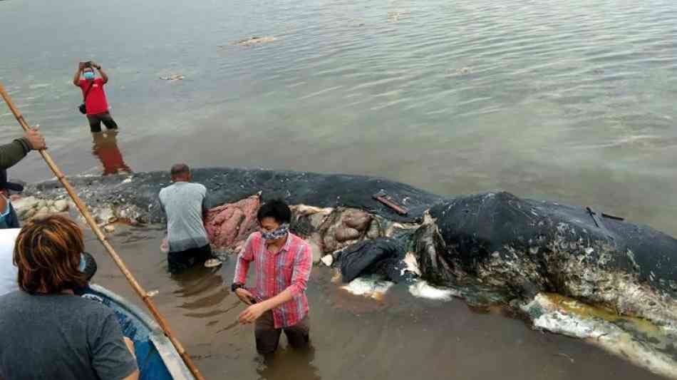 Toter Pottwal mit sechs Kilogramm Plastik im Magen in Indonesien angeschwemmt