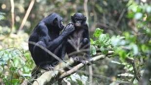 Bonobo-Mütter helfen ihren Söhnen bei der Partnersuche