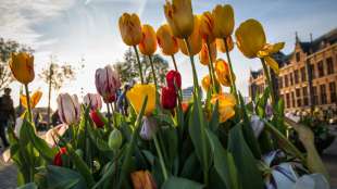 Tulpen aus Amsterdam blühen selten im eigenen Garten