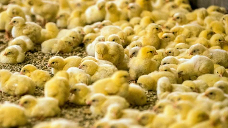 Tierschutzbund wirft Agrarbranche im Streit um Kükentöten Untätigkeit vor