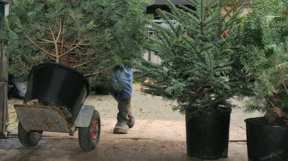 Jeder Zehnte bestellt sich seinen Weihnachtsbaum im Internet