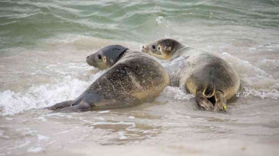 Mehr Seehundwelpen im Wattenmeer als jemals zuvor gezählt 