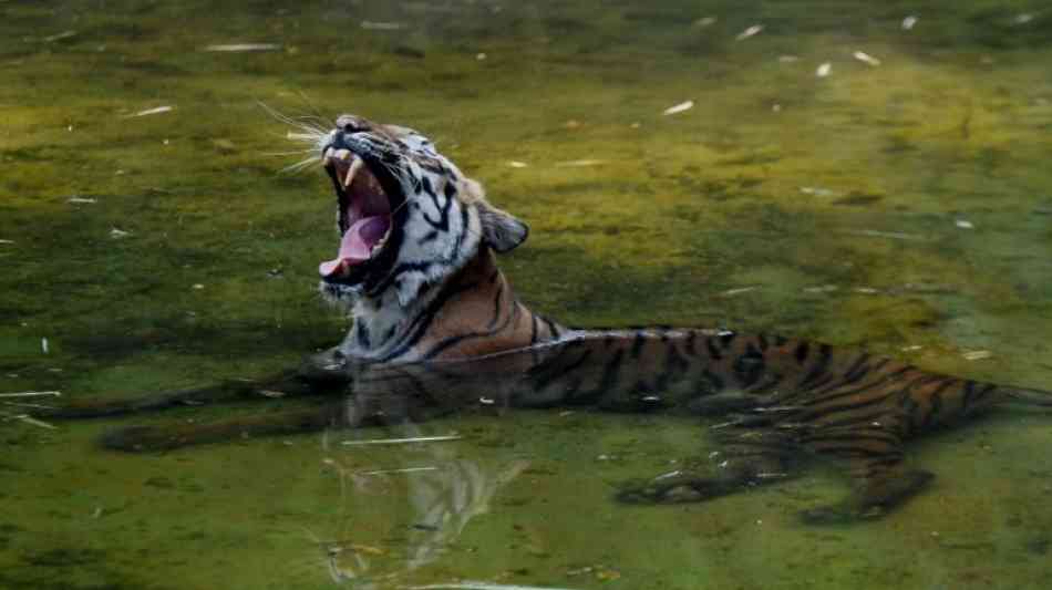 Menschenfressende Tigerin in Indien an Stromschlag gestorben