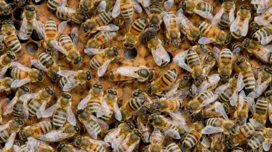 EU und Deutschland wollen bienensch