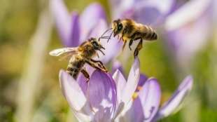 Bestand von fast der Hälfte aller Insektenarten langfristig gesunken