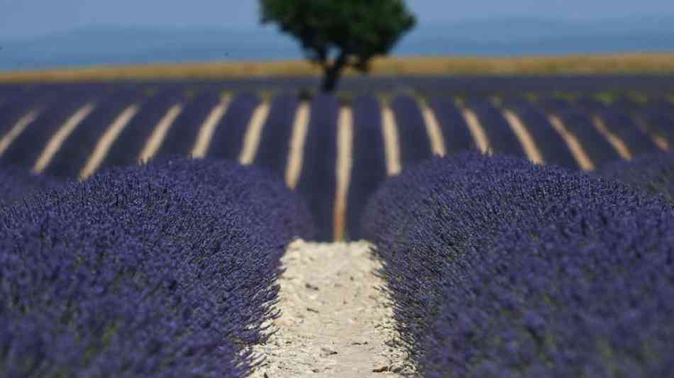 Lavendel liegt im Trend - Nachfrage nach Provence-Öl "explodiert"