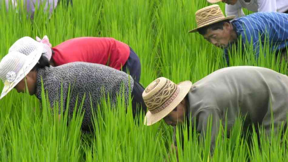 Ernteerträge bei Reis und Mais in Nordkorea eingebrochen