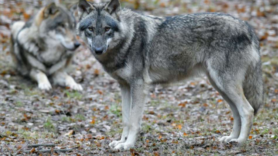 Bundesregierung einigt sich offenbar beim umstrittenen Thema Wolfsjagd 