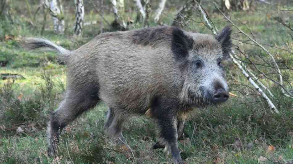 Niedersachsen wappnet sich für die Schweinepest