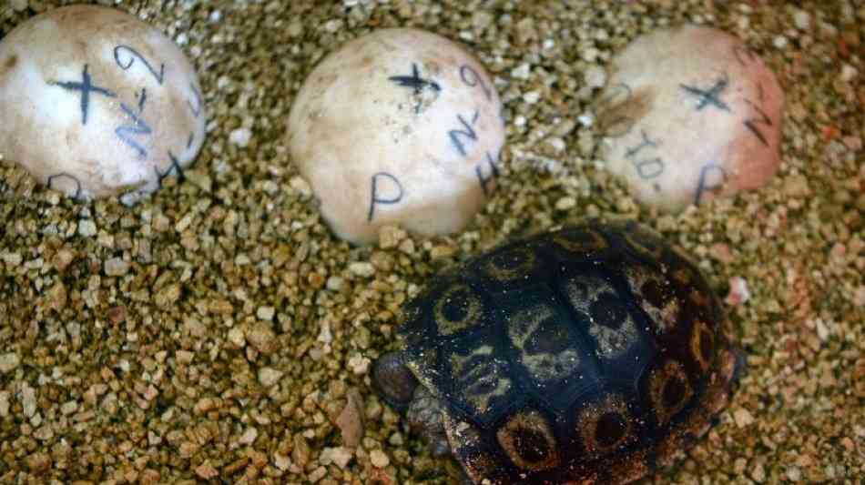 Mehr als hundert Baby-Schildkröten auf den Galápagos-Inseln gestohlen 