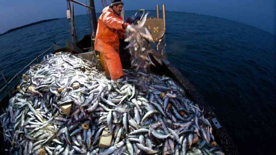 EU-Staaten einigen sich auf neue Fischfangquoten für die Ostsee