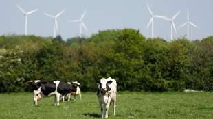 Töten Windräder Kühe? Französische Bauern schlagen Alarm