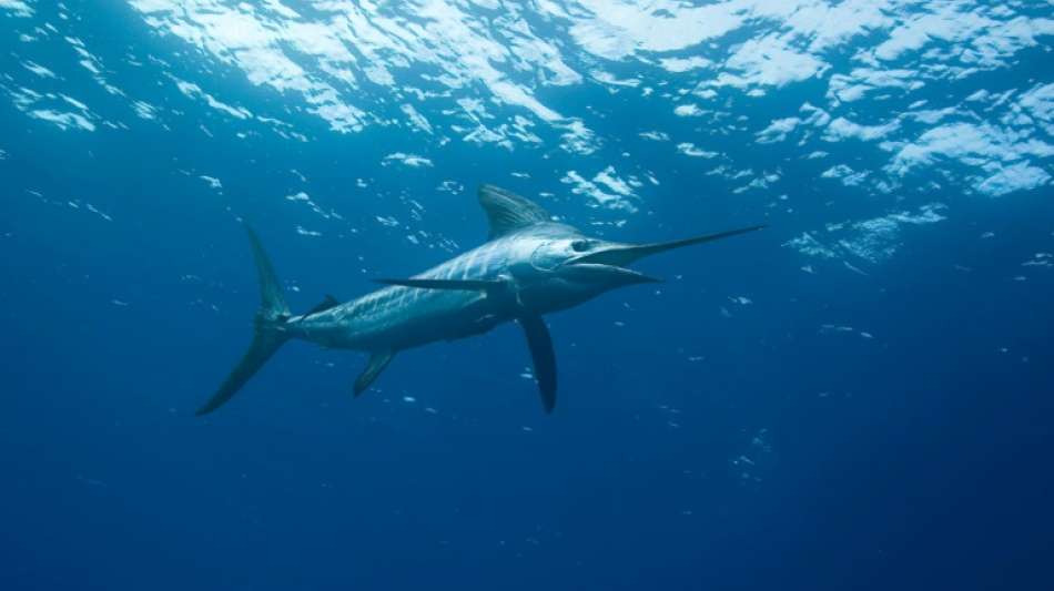 Speerfisch verletzt vor der Küste Australiens zwei Brüder schwer